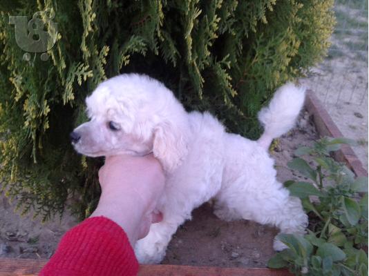 poodle